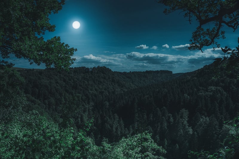 Enchanted Trees