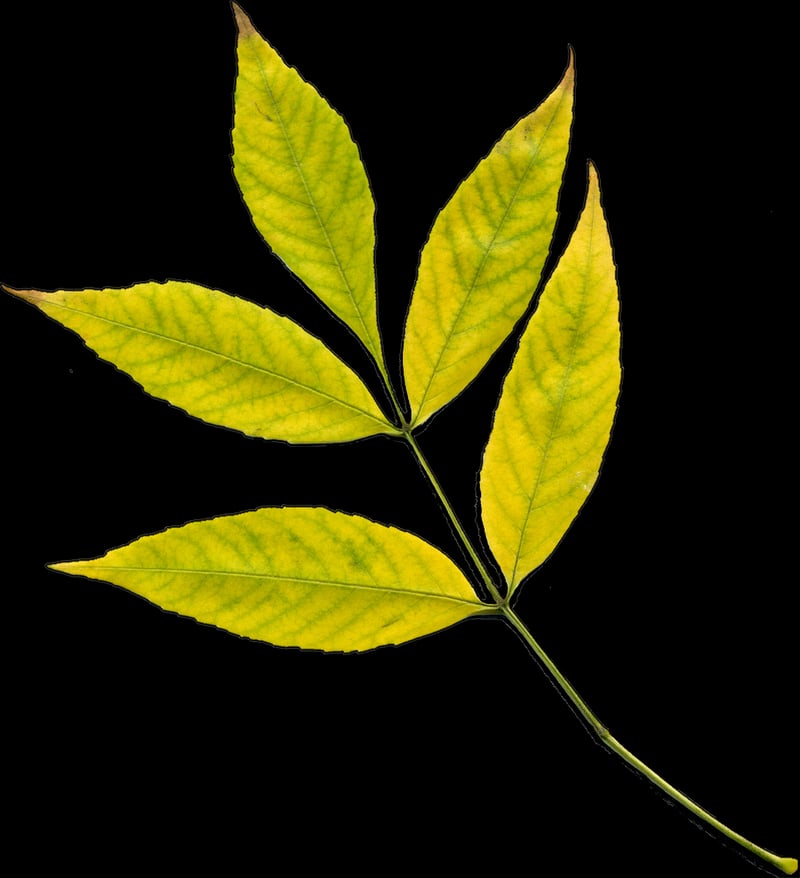 Friendship Plant