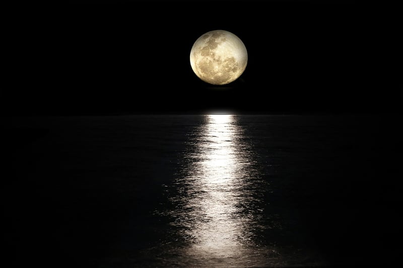 Moonlit Lily