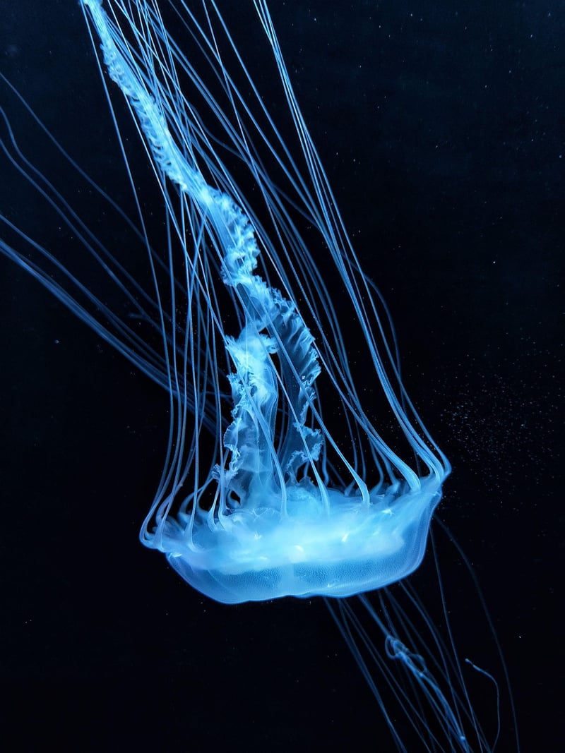 Underwater Wonderland